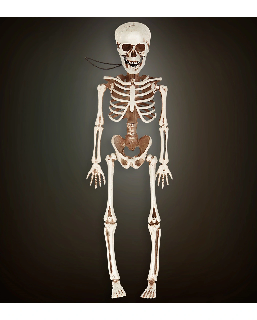 Bewegliches Skelett Gerippe 40cm 4 Bewegliches Skelett Gerippe 40cm – Bild 2