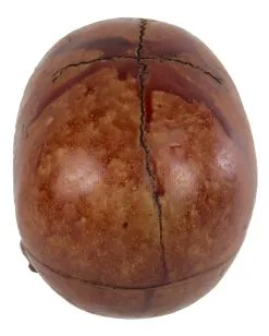 Blutiger Skull Mit Beweglichem Kiefer 7 Blutiger Skull Mit Beweglichem Kiefer -Halloween Totenköpfe Verkäufe blutiger totenkopf mit beweglichem kiefer halloween skelett dekoration totenschaedel blutig 28818 3