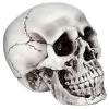 Beiger, Realistischer Totenkopf 2 Beiger, Realistischer Totenkopf -Halloween Totenköpfe Verkäufe halloween totenschaedel halloween totenkopf halloween deko realistic skull 21539 01
