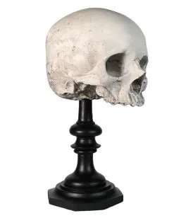 J. DOE Totenschädel Auf Sockel 20cm 10 J. DOE Totenschädel Auf Sockel 20cm -Halloween Totenköpfe Verkäufe j doe totenkopf auf sockel j doe totenschaedel auf sockel j doe skull plinth gothic homware 54857 01