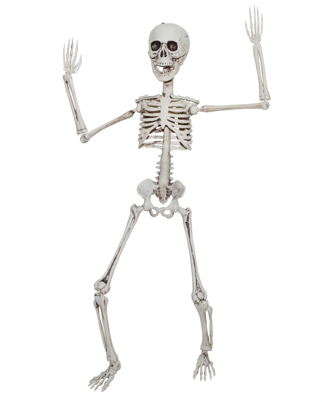 Positionierbares Knochengerippe 50cm 3 Positionierbares Knochengerippe 50cm