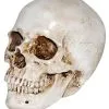 Realistischer Kunststein Totenkopf 1 Realistischer Kunststein Totenkopf -Halloween Totenköpfe Verkäufe realistischer kunststein totenschaedel halloween totenkopf realistic resin skull 38410