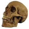 Realistischer Totenschädel Polyresin 1 Realistischer Totenschädel Polyresin -Halloween Totenköpfe Verkäufe realistischer totenkopf realistischer totenschaedel realistic skull halloween dekoration 17599