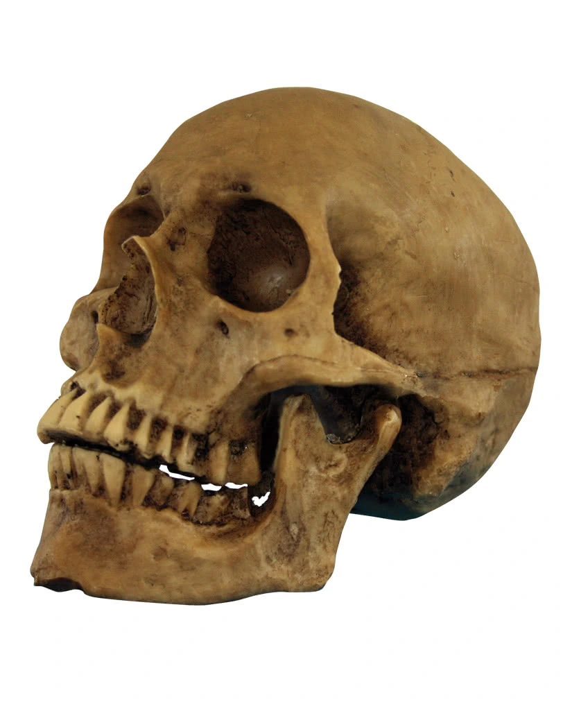 Realistischer Totenschädel Polyresin 3 Realistischer Totenschädel Polyresin