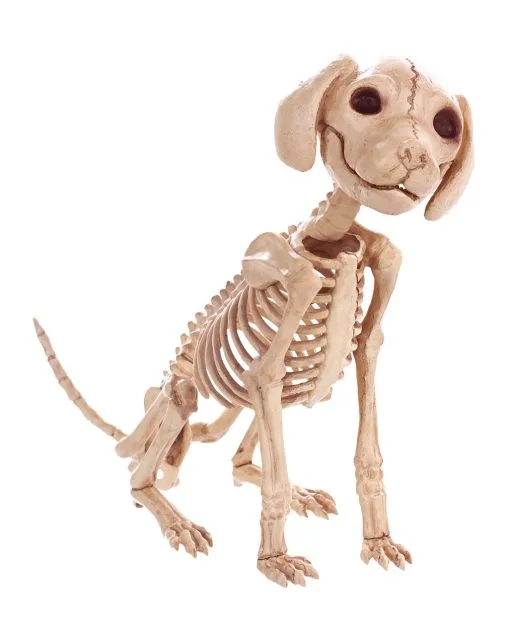 Sitzendes Hundeskelett 30 Cm 4 Sitzendes Hundeskelett 30 Cm -Halloween Totenköpfe Verkäufe sitzendes hunde skelett halloween deko skeleton sitting puppy halloween deco 38862 01