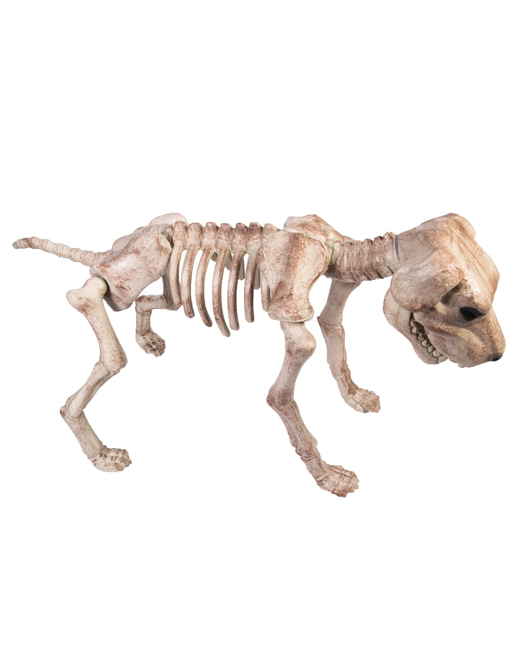 Skelett Hund Halloween Deko 3 Skelett Hund Halloween Deko