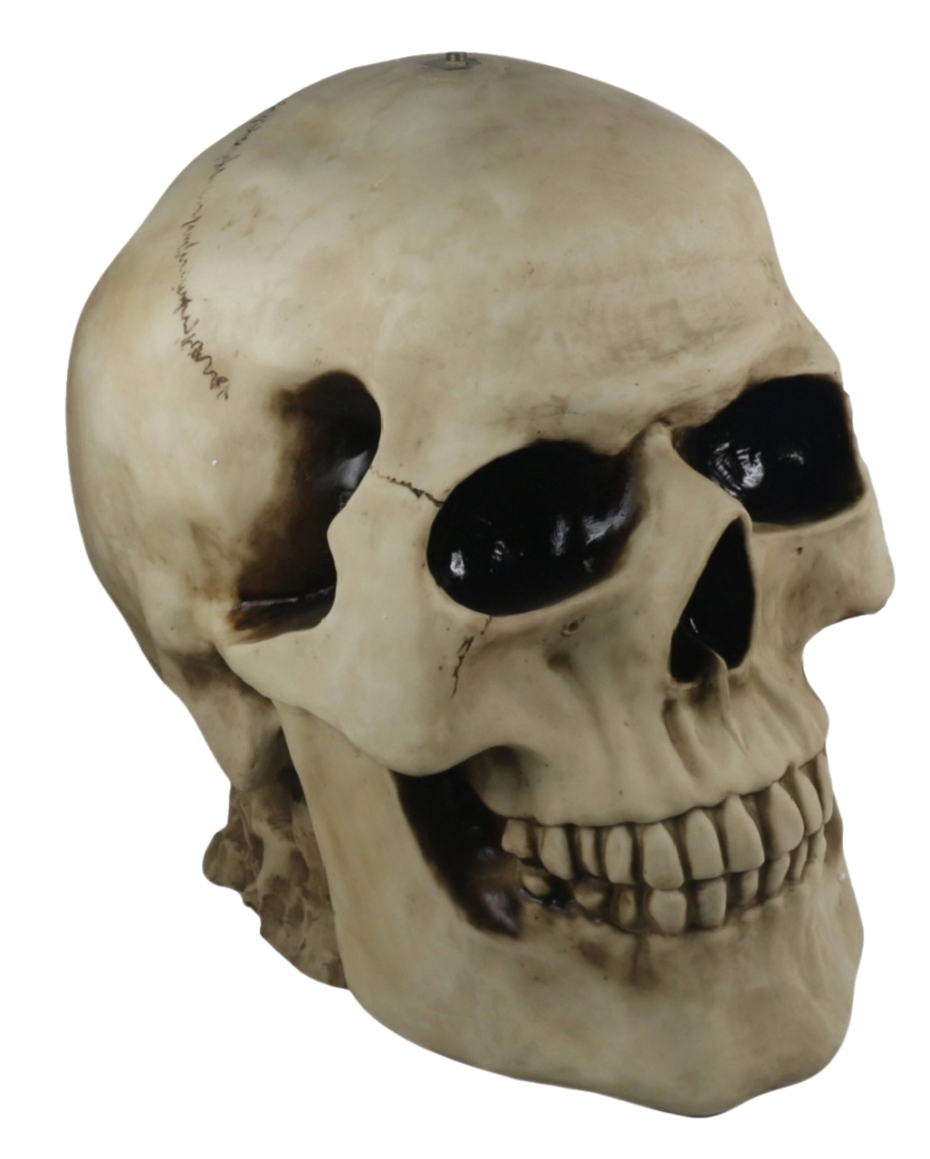 Totenschädel Tisch Mit Glasplatte 56,5cm 4 Totenschädel Tisch Mit Glasplatte 56,5cm – Bild 2