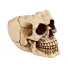 Realistische Totenschädel Schale Mit Offener Schädeldecke -Halloween Totenköpfe Verkäufe totenschaedel schale mit offener schaedeldecke realistic skull mug morbide gothic deko halloween deko totenschaedel 39289
